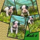 FRENCH BULLDOG PUPPIES - Photo 6 of 7