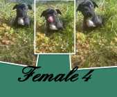 FRENCH BULLDOG PUPPIES - Photo 1 of 4