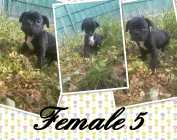 FRENCH BULLDOG PUPPIES - Photo 2 of 4