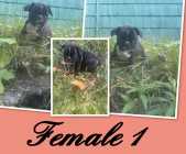 FRENCH BULLDOG PUPPIES - Photo 3 of 4