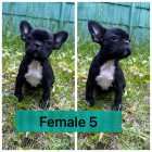French bulldog puppies ready to go - Photo 1 of 6