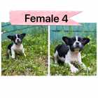 French bulldog puppies ready to go - Photo 2 of 6
