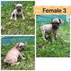 French bulldog puppies ready to go - Photo 3 of 6