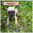 French bulldog puppies ready to go - Photo 4 of 6