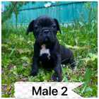French bulldog puppies ready to go - Photo 5 of 6