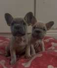 French bulldogs puppies for sale! 