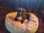 FRENCHTON FEMALE - Photo 3 of 4