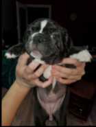 FRENCHTON FEMALE - Photo 2 of 4