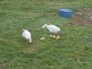 Geese and goslings 