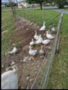 Geese and goslings  - Photo 1 of 2