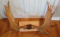 Genuine Newfoundland Moose Antlers