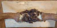 Genuine Newfoundland Moose Antlers - Photo 1 of 2