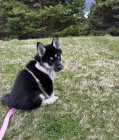 German Shep/ Siberian Huskie