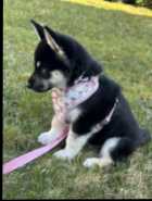 German Shep/ Siberian Huskie - Photo 1 of 4