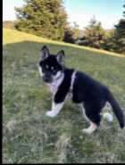 German Shep/ Siberian Huskie - Photo 2 of 4