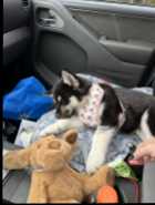 German Shep/ Siberian Huskie - Photo 3 of 4