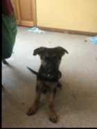 German Shepherd  - Photo 1 of 6