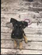 German Shepherd  - Photo 2 of 6