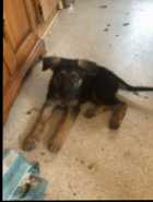 German Shepherd  - Photo 3 of 6