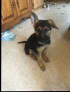 German Shepherd  - Photo 4 of 6