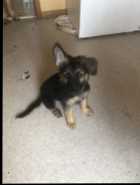 German Shepherd  - Photo 5 of 6
