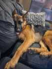 German Shepherd - Photo 1 of 4