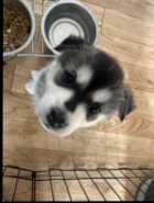 German shepherd husky mix how Puppies