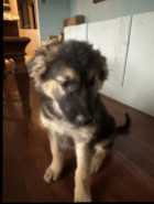 *** German Shepherd/Husky Puppies