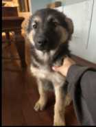 *** German Shepherd/Husky Puppies - Photo 1 of 8