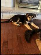 *** German Shepherd/Husky Puppies - Photo 3 of 8