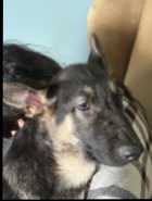 German Shepherd Puppy