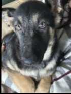 German Shepherd Puppy - Photo 5 of 11