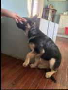 German Shepherd Puppy - Photo 6 of 11