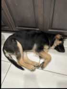 German Shepherd Puppy - Photo 7 of 11