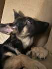 German Shepherd Puppy - Photo 8 of 11