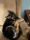 German Shepherd Puppy - Photo 9 of 11