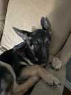 German Shepherd Puppy - Photo 10 of 11