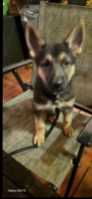 A german shepherd  puppy 