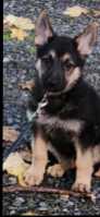 A german shepherd  puppy  - Photo 1 of 3
