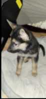 A german shepherd  puppy  - Photo 2 of 3