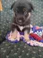 German shepherd/ Siberian husky mix