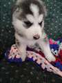 German shepherd/ Siberian husky mix - Photo 1 of 5