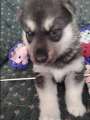 German shepherd/ Siberian husky mix - Photo 2 of 5