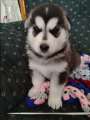 German shepherd/ Siberian husky mix - Photo 3 of 5