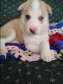 German shepherd/ Siberian husky mix - Photo 4 of 5
