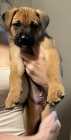 German Sheppard/Boxer puppies available! - Photo 3 of 10