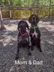 German Shorthaired Pointer Puppies