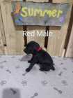 German Shorthaired Pointer Puppies - Photo 1 of 10