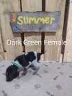 German Shorthaired Pointer Puppies - Photo 9 of 10