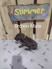 German Shorthaired Pointer Puppies - Photo 2 of 10